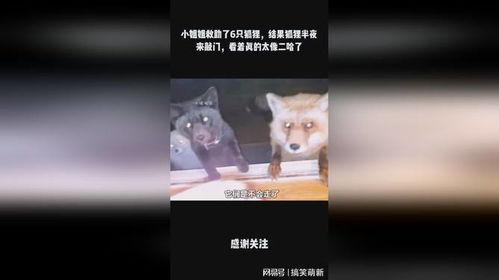 半只狐狸爆料视频下载,幕后真相大起底 第2张 半只狐狸爆料视频下载,幕后真相大起底 第2张